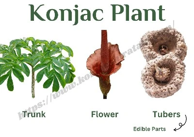 Konjac Konjac